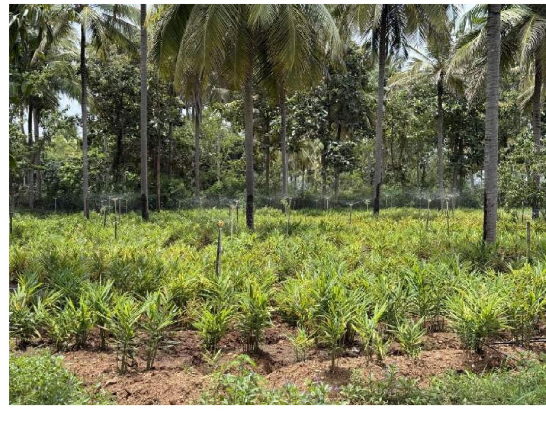 30 Acres of Land for Sale – Hunasuru, Mysore District